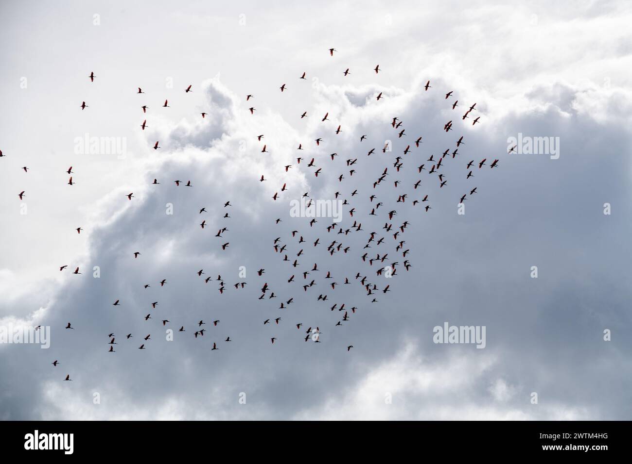 Herde von Scharlach ibis Trinidad und Tobago Stockfoto