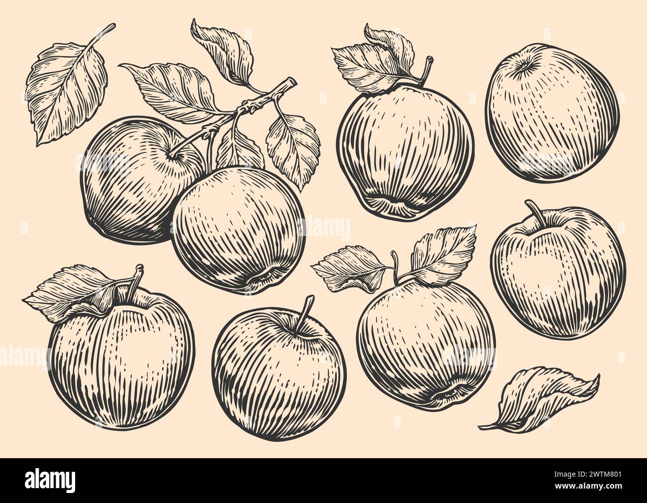 Apfelset, Früchte und Blätter. Handgezeichneter Baumzweig mit Äpfeln. Gravurstil. Abbildung der Vektorskizze Stock Vektor
