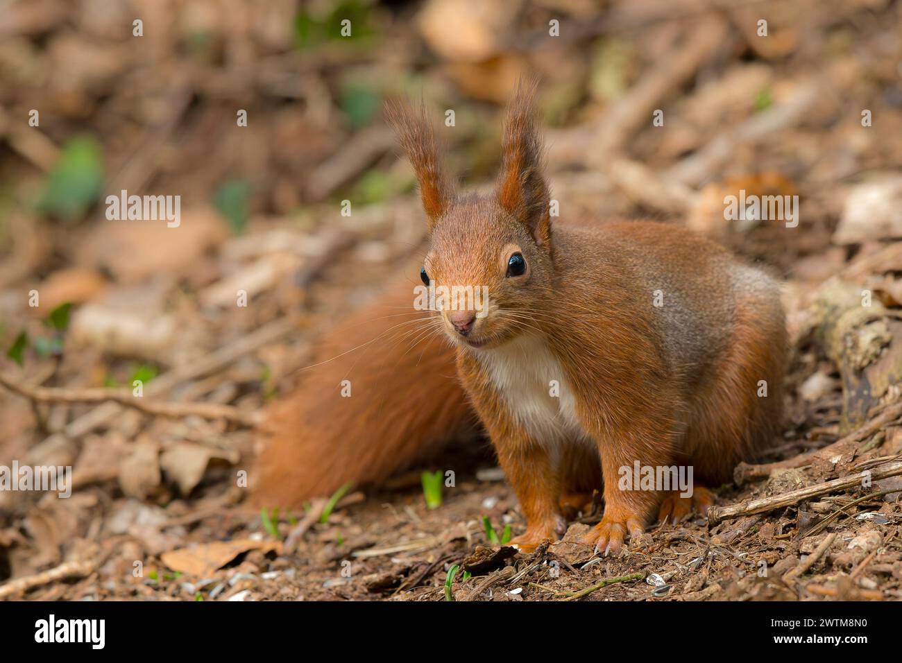 Vorderansicht eines roten Eichhörnchens auf der Suche in einem Wald auf dem Boden. Stockfoto