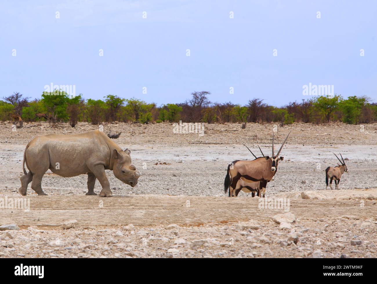 Oryx und Schwarzes Rhinozeros, deren Horn abgesägt wurde, gehen durch die trockene Ebene. Das Horn wird geschnitten, um Wilderer davon abzuhalten, es zu töten. Stockfoto