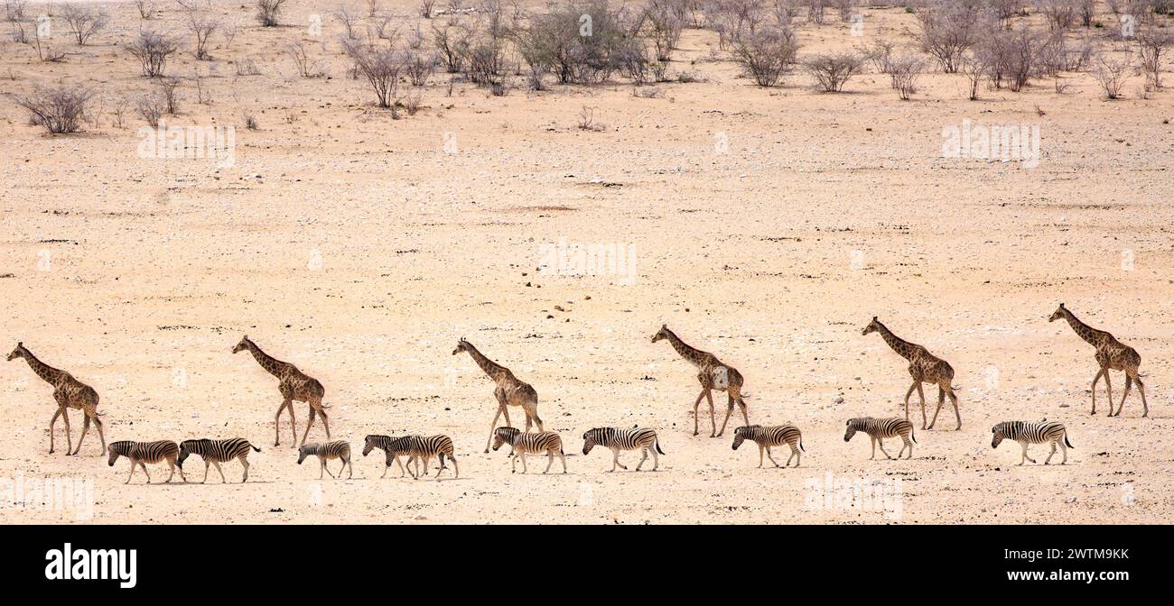 Fernansicht einer Herde Giraffe und einer kleinen Herde Zebra aus dem Dolomitenlager im westlichen Teil des Etosha Parks, Namibia. Dieser Sektor des Stockfoto