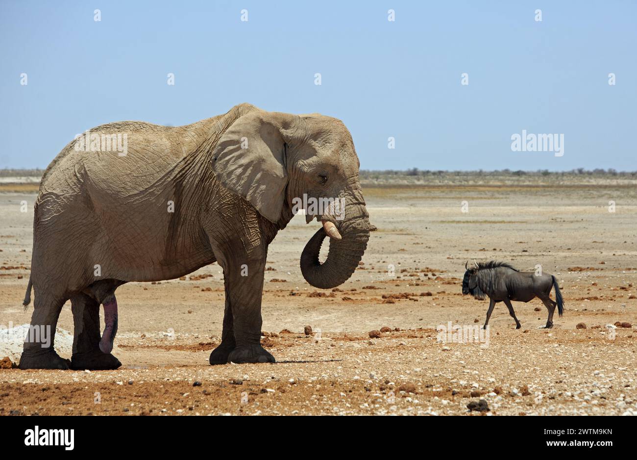 Großer einsamer afrikanischer Elefant mit geschwungenem Stamm, der auf den trockenen, leeren afrikanischen Ebenen steht, mit einem Gnus im Hintergrund. Das Gnus lo Stockfoto