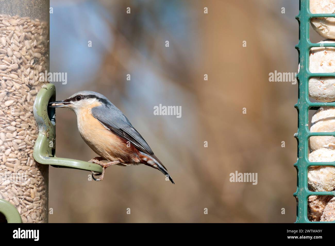 Nuthatch Sitta europaea, auf der Zufuhr blau grau Oberteile schwarzer Augenstreifen weiße Wangen orangefarbene Büffelunterteile meißelartige Schnäppchen kurzer steifer Schwanz Stockfoto