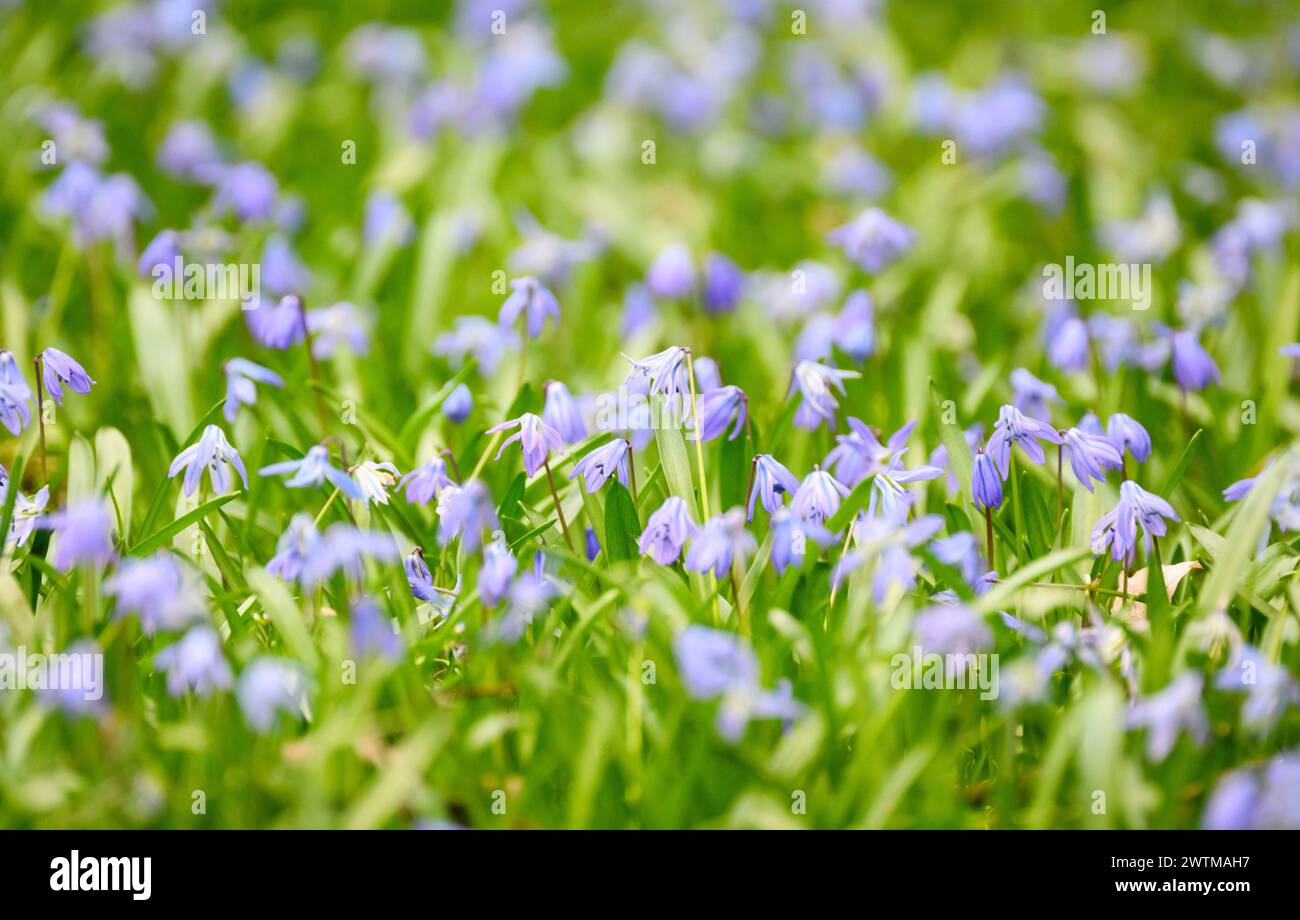 Hannover, Deutschland. März 2024. Der sibirische Blaustern (Scilla siberica) blüht auf dem Lindener Berg. Quelle: Julian Stratenschulte/dpa/Alamy Live News Stockfoto