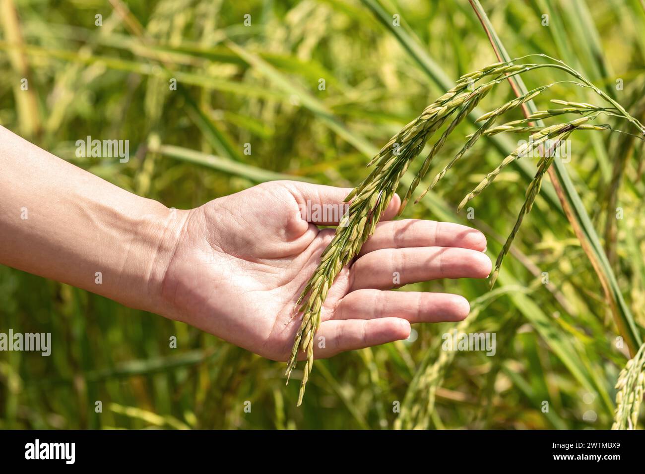 Hand halten Ohr aus Reis. Hand sanft auf Reis auf einem Reisfeld. Bauern halten sich mit ihren Händen an Reisohren fest, um das Konzept nach pla zu überprüfen Stockfoto