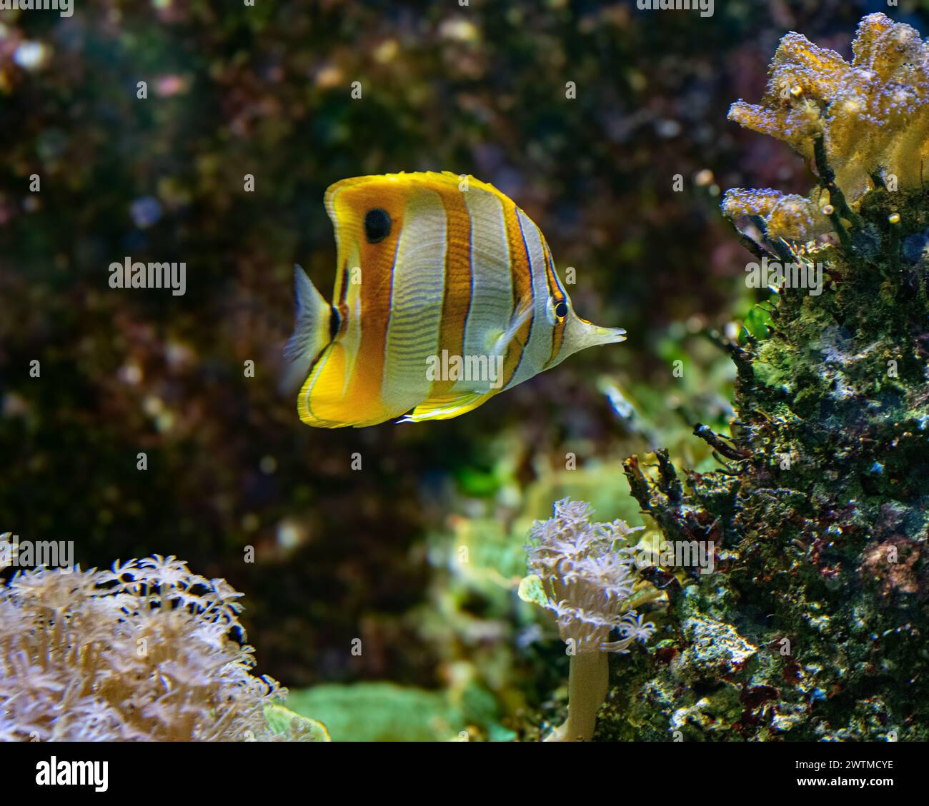 Der Kupferband-Butterflyfish (Chelmon rostratus), auch bekannt als Schnabelkorallenfisch, kommt in Riffen sowohl im Pazifik als auch im Indischen Ozean vor. Stockfoto