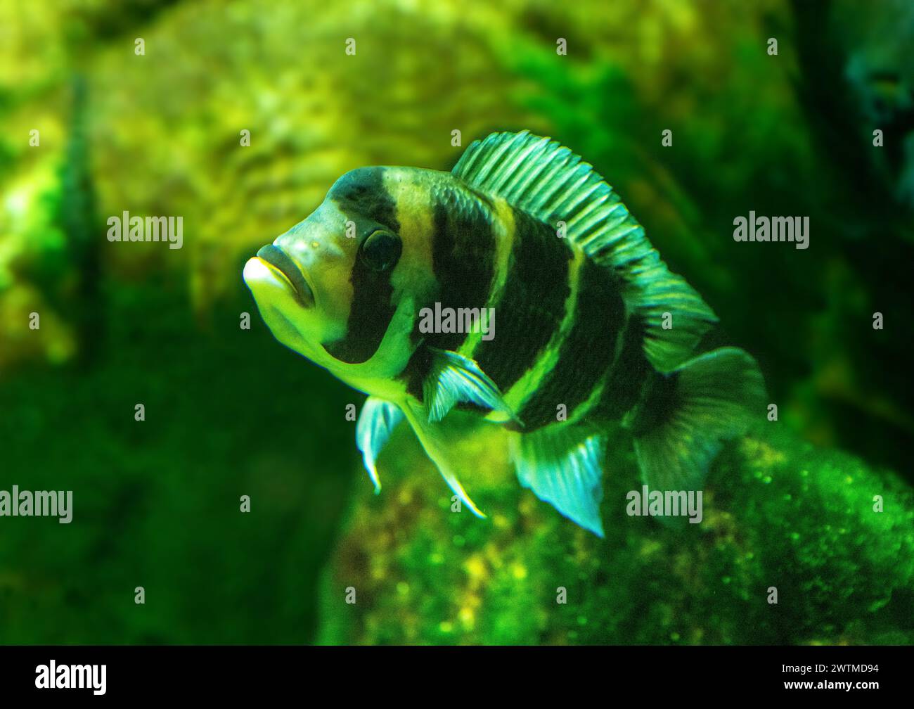 Cyphotilapia frontosa, auch Front Cichlid und Frontosa Cichlid genannt, ist eine ostafrikanische Fischart, die im Tanganjikasee endemisch ist. Stockfoto