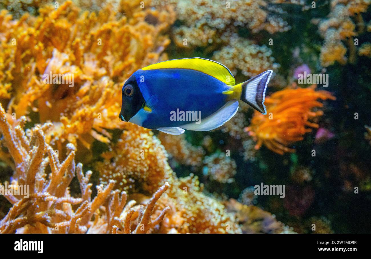 Acanthurus leucosternon, auch bekannt als der Blaue Chirurgenfisch, Pulverblauer Tang oder Pulverblauer Chirurgenfisch, ist eine Art von Meeresrochenflossen b Stockfoto