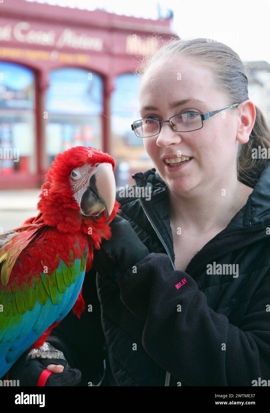 Eine junge Dame mit einem Green-Wing-Ara, im Zentrum der Stadt, Oban, Argyll und Bute, Schottland, Europa Stockfoto