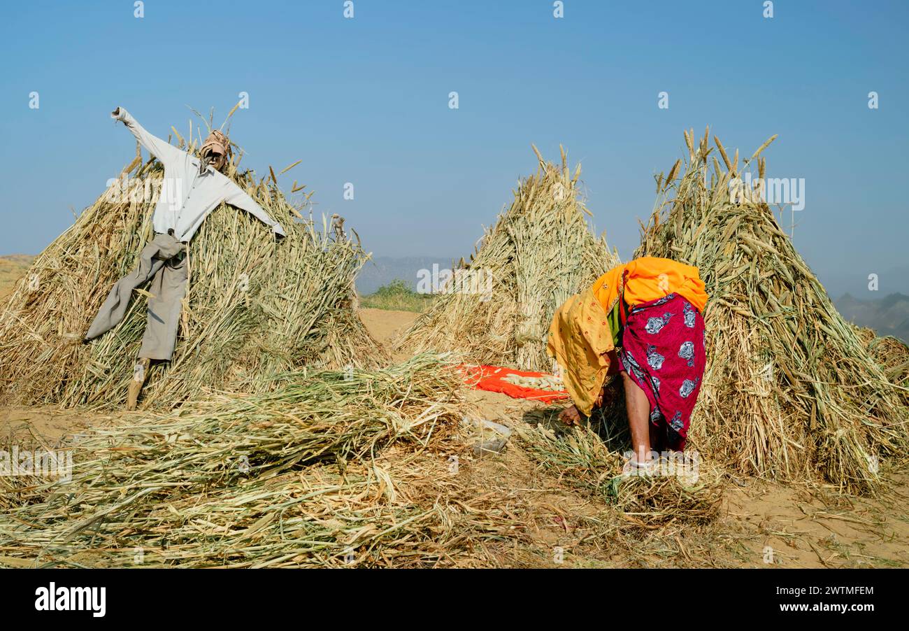 Unbekannte Frau in farbenfrohen Kleidern, die Weizen aus Spreu aussortieren, zwischen Getreidesäulen und Schreckenkrähen in der Wüste Thar. Puschkar, Indien. Stockfoto