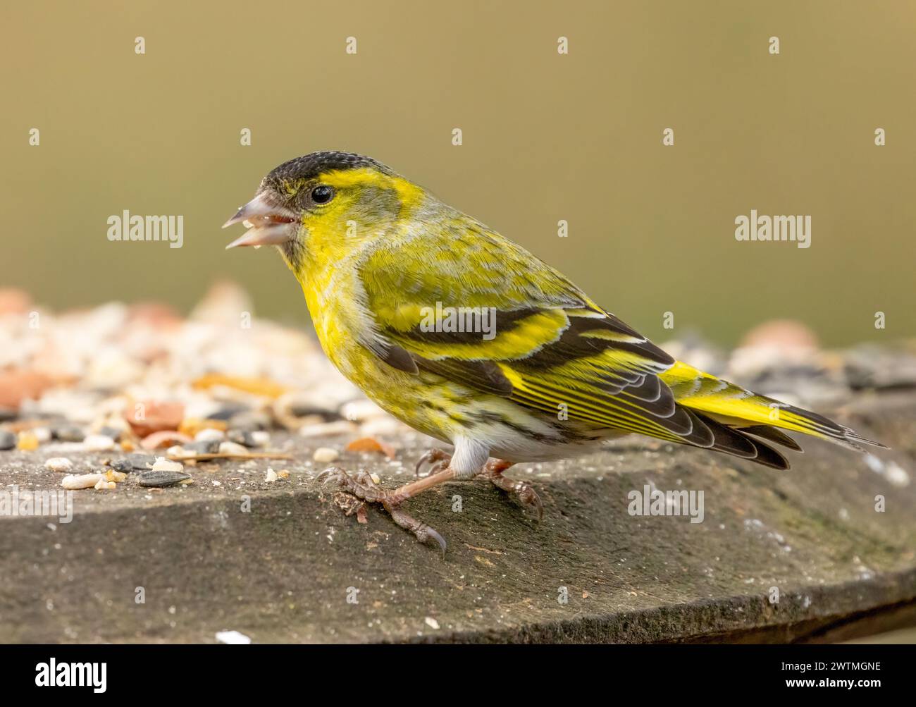 Nahaufnahme eines männlichen Sisthelvogels, der Samen auf einem Tisch isst Stockfoto