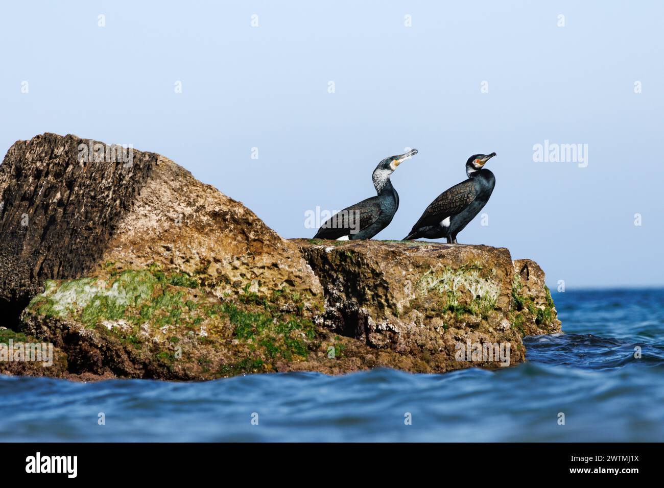 Zwei Kormorane, Phalacrocorax carbo, auf Gestein, die ihr Gefieder in La Mata, Spanien, trocknen Stockfoto