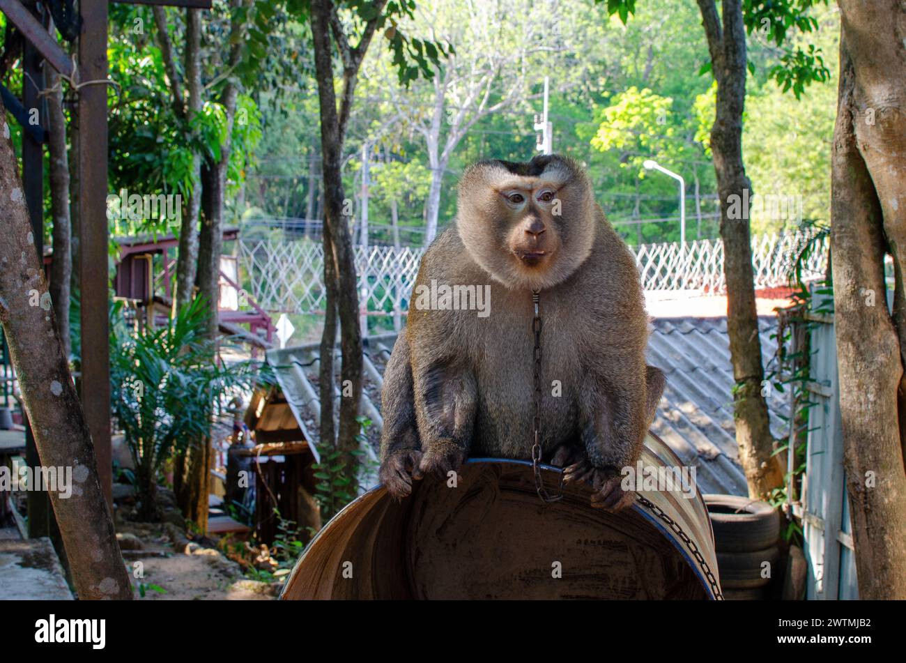 Affe sitzt in Thailand. Stockfoto