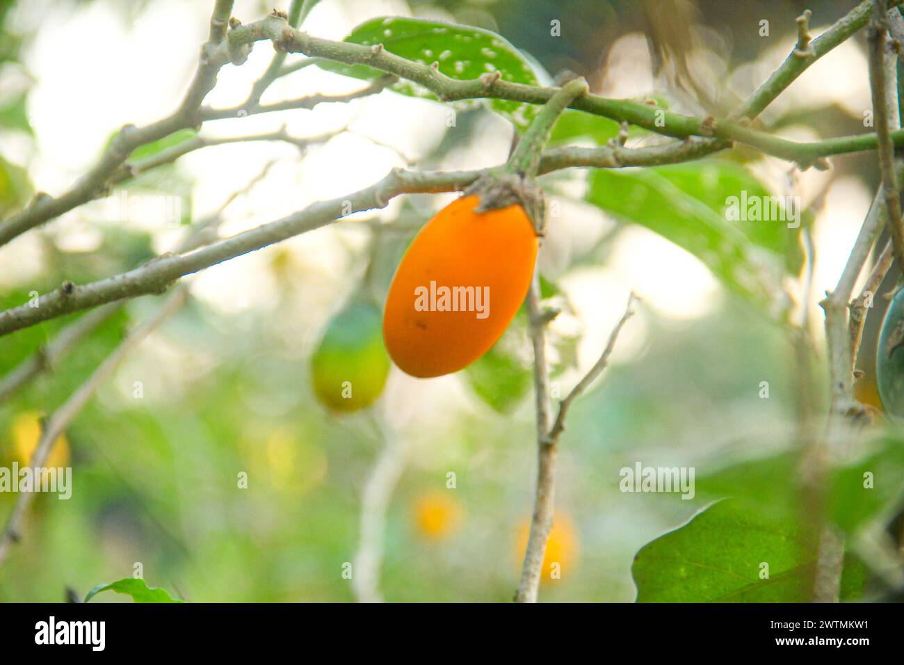 Frische gelbe Auberginen auf dem Baum, bevor sie von den Landwirten geerntet werden Stockfoto