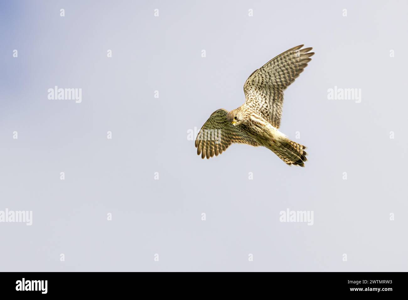 Nahaufnahme des betenden Kestrel, Falco Tinnunkulus, während er mit Augen auf die Beute am Boden vor neutralem grauem Hintergrund jagt Stockfoto