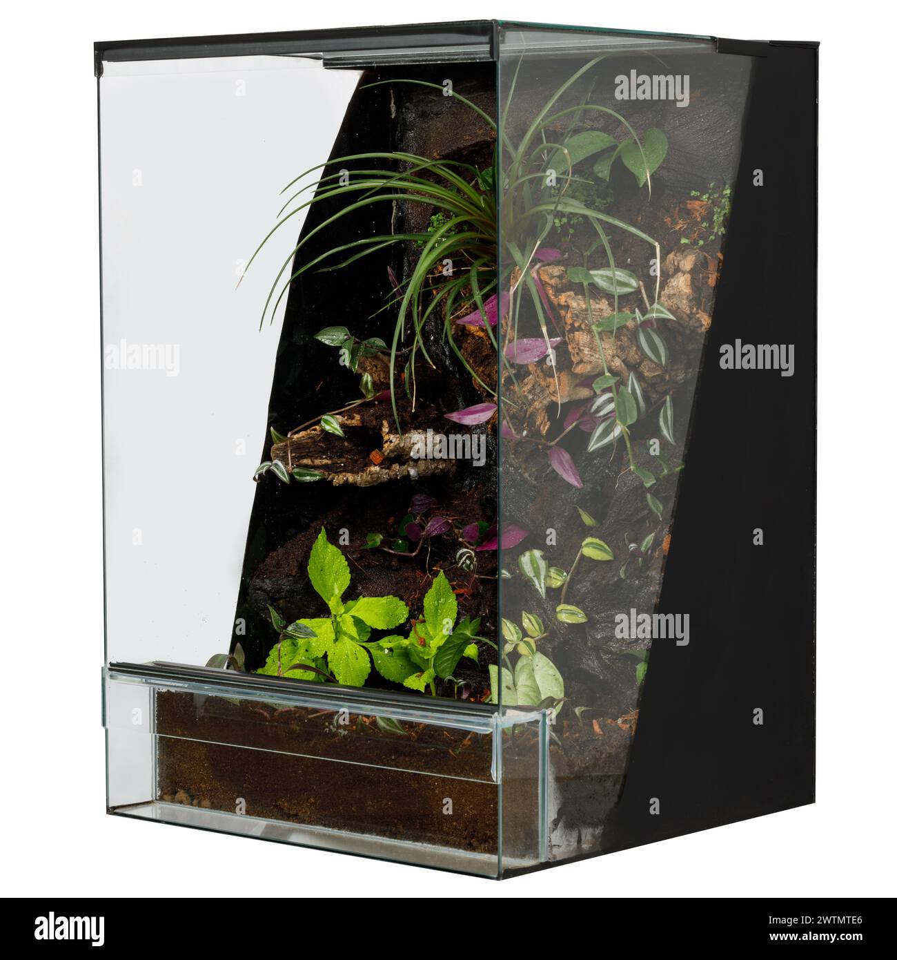 Umweltfreundliches Terrarium mit verschiedenen tropischen Pflanzen und Naturholz Stockfoto