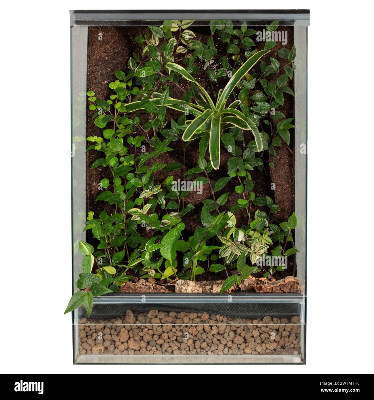 Blühendes Mini-Ökosystem mit üppigem Laub und Treibholz in einem Glasterrarium Stockfoto