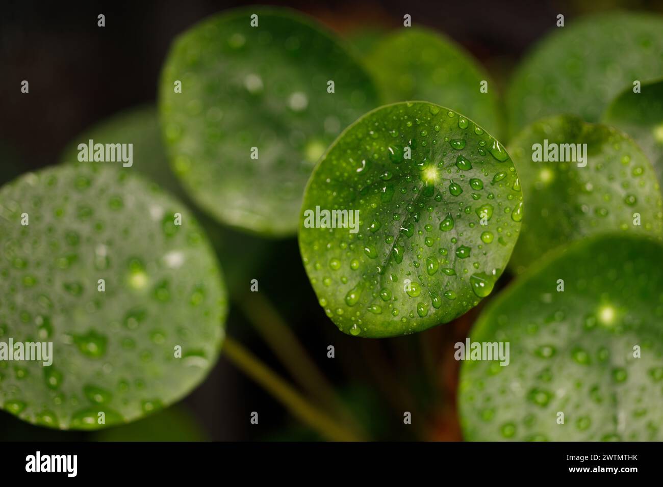 Wassertröpfchen auf Pilea Peperomioides-Blättern Stockfoto