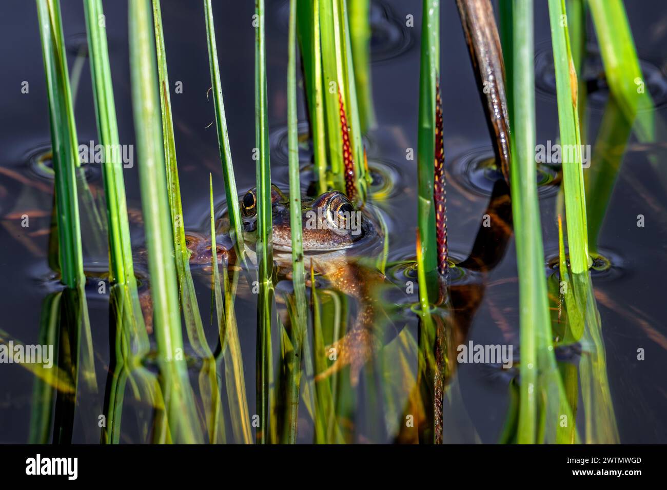 Europäischer gemeiner Frosch / Braunfrosch / Grasfrosch (Rana temporaria), der während der Brutsaison im Frühjahr zwischen der aquatischen Vegetation im Teich schwimmt Stockfoto