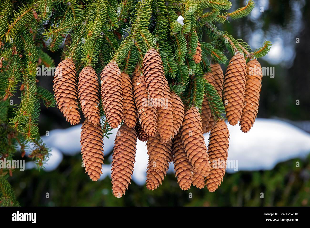 Norwegen-Fichte / Europäische Fichte (Picea abies) Nahaufnahme von Kegeln mit spitzer Schuppe und nadelähnlichen immergrünen Blättern in den Alpen im Winter Stockfoto