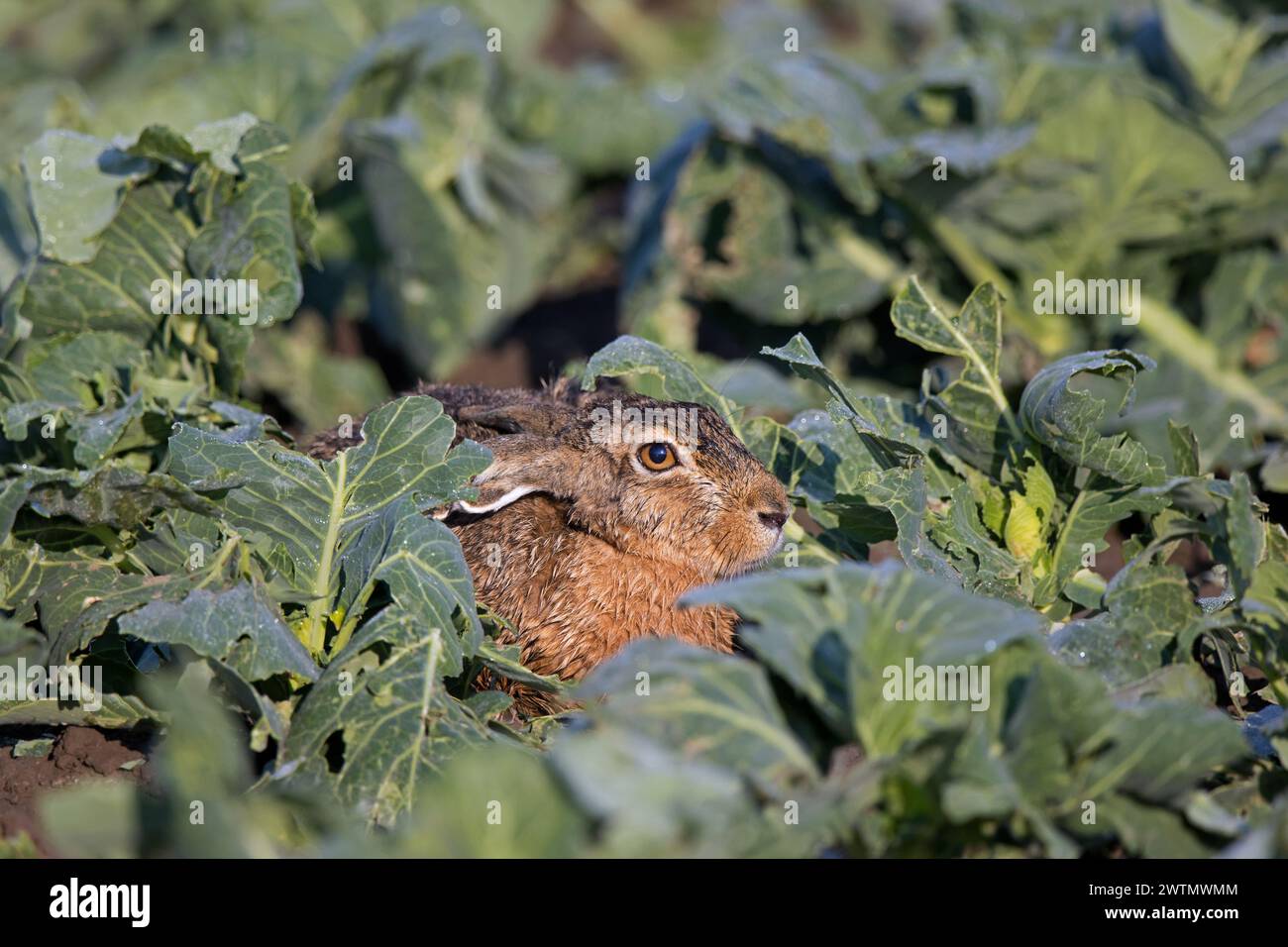 Europäischer Braunhase (Lepus europaeus), der im Sommer auf Kohlefeldern unterwegs ist und Kohlblätter isst Stockfoto