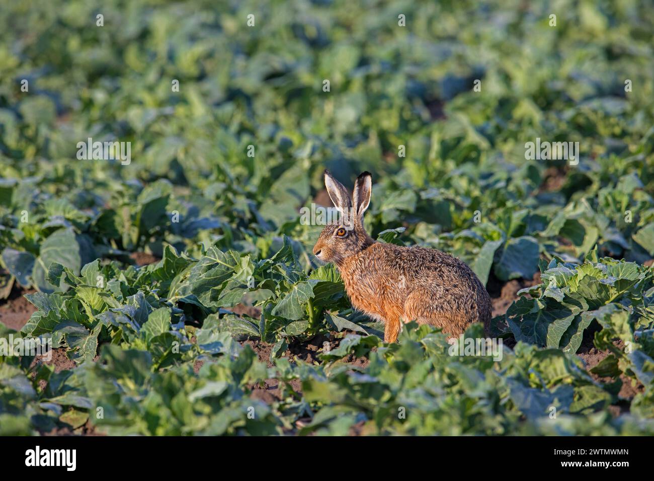 Europäischer Braunhase (Lepus europaeus), der im Sommer auf Kohlefeldern unterwegs ist und Kohlblätter isst Stockfoto