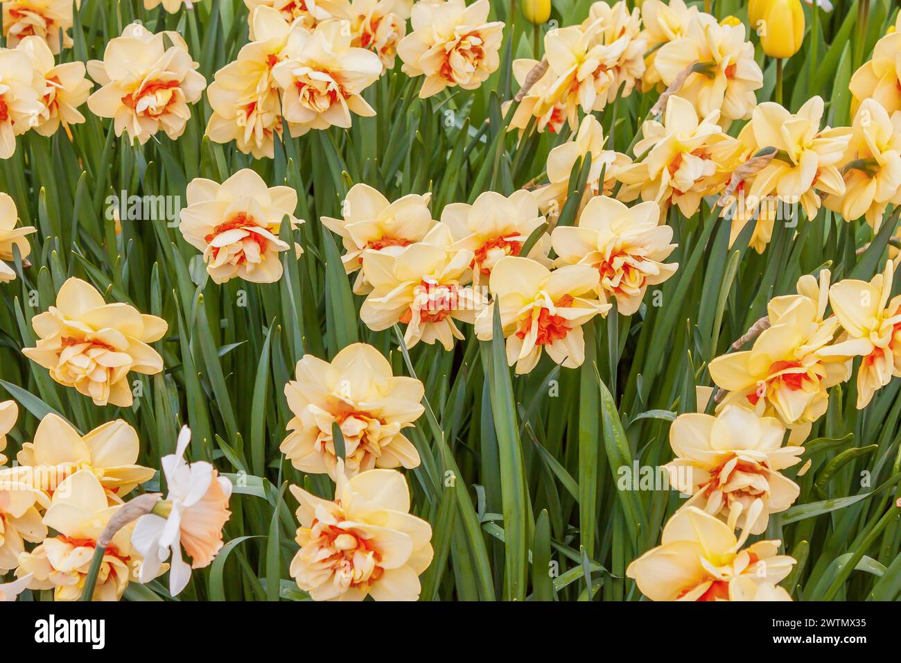 Gelbe Narzissen im Keukenhof Park in den Niederlanden Stockfoto