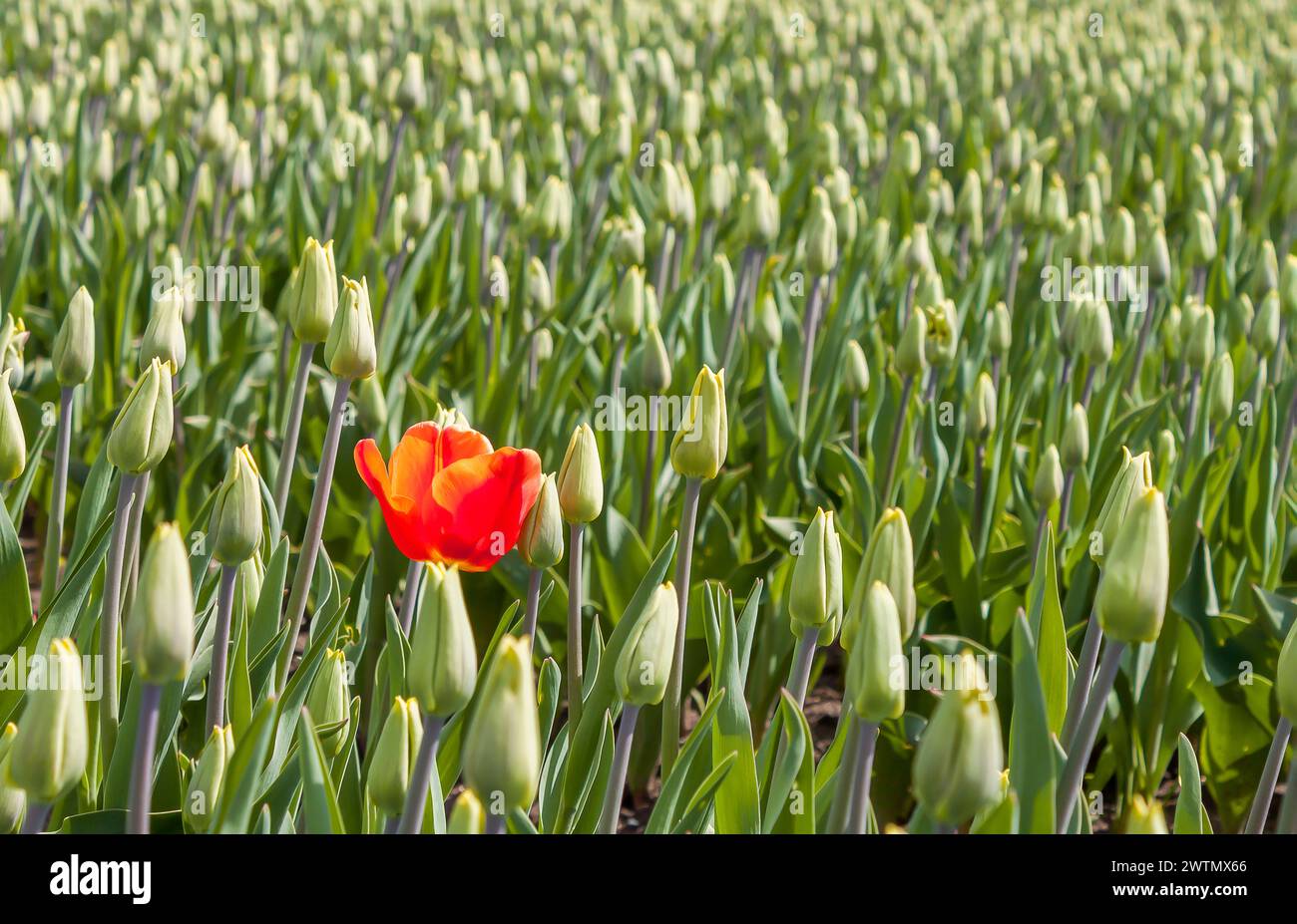 Rote Tulpe auf einem Feld grüner Tulpen in den Niederlanden Stockfoto