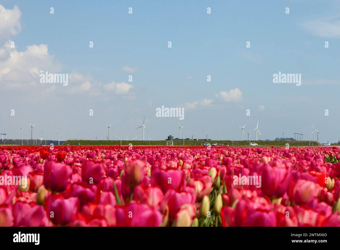Tulpen auf einem landwirtschaftlichen Feld im Frühling unter blauem Himmel Stockfoto