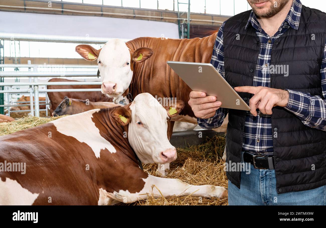 Künstliche Intelligenztechnik in der Tierhaltung. Moderner Landwirt, der digitale Tablets auf seiner Viehzucht nutzt. Stockfoto
