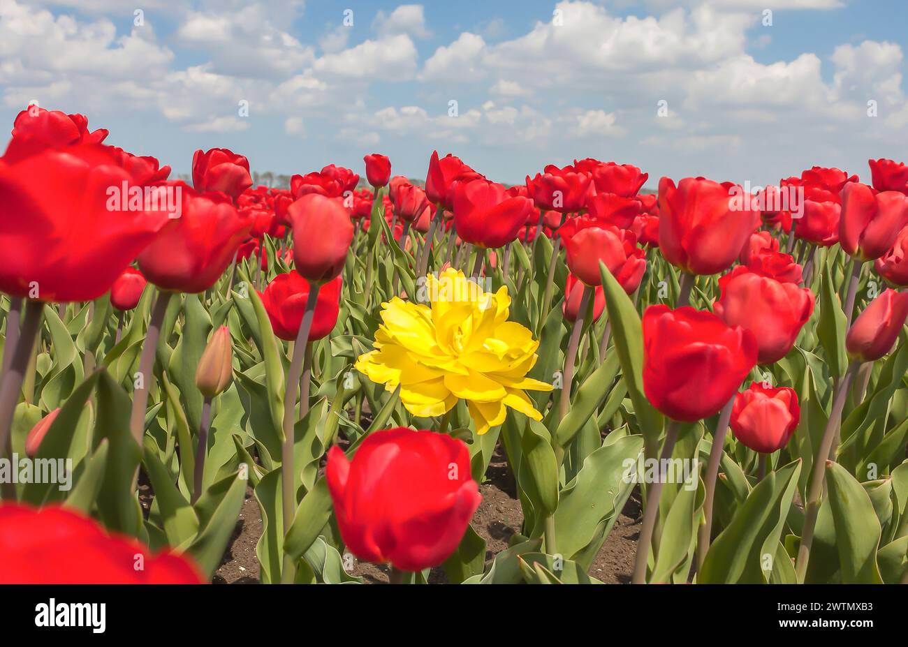 Bunte Tulpenblüten. Eine gelbe Tulpe unter roten Tulpen auf einem Frühlingsfeld. Stockfoto