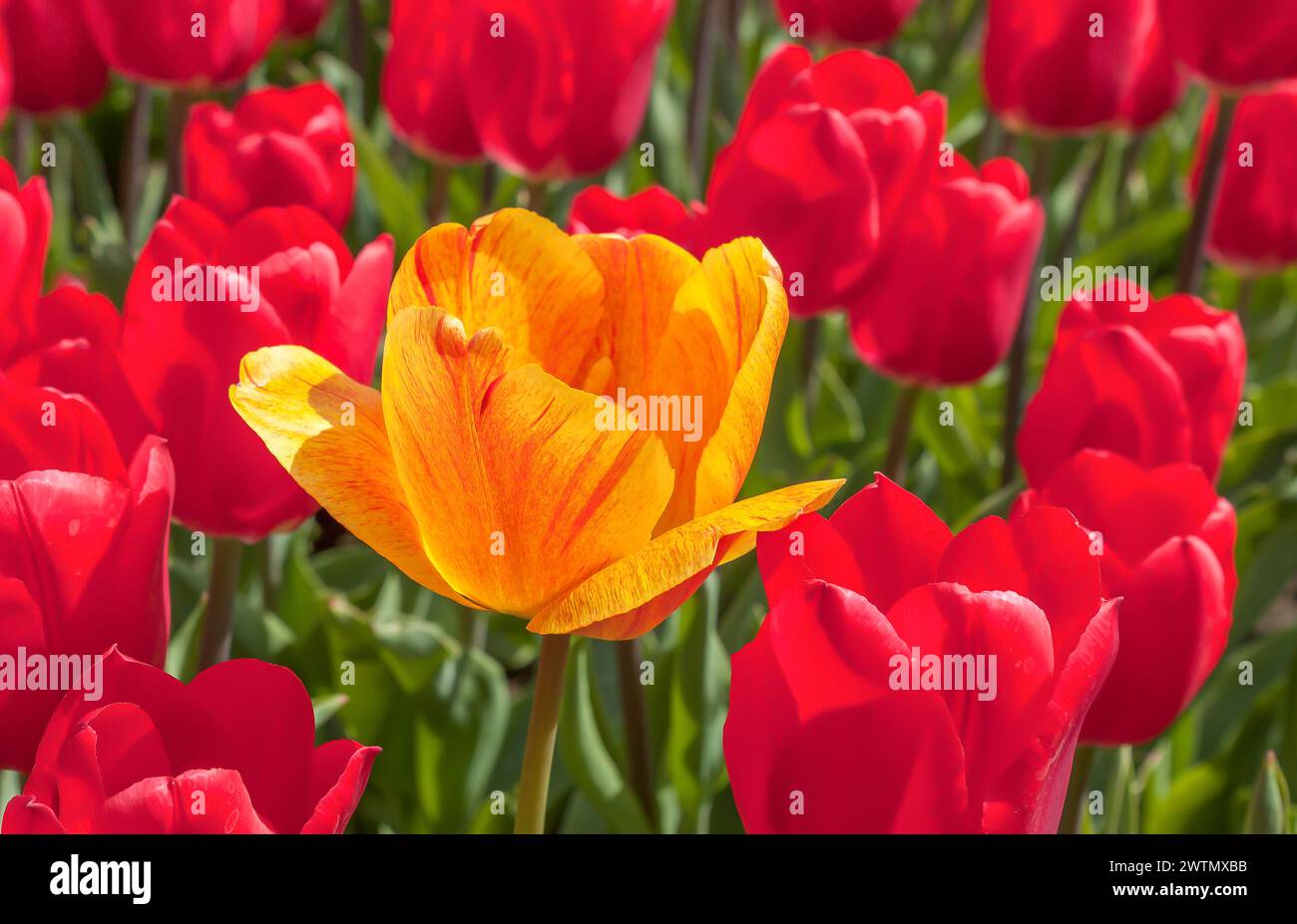 Bunte Tulpenblumen aus der Nähe. Eine gelbe Tulpe unter roten Tulpen auf einem Frühlingsfeld. Stockfoto