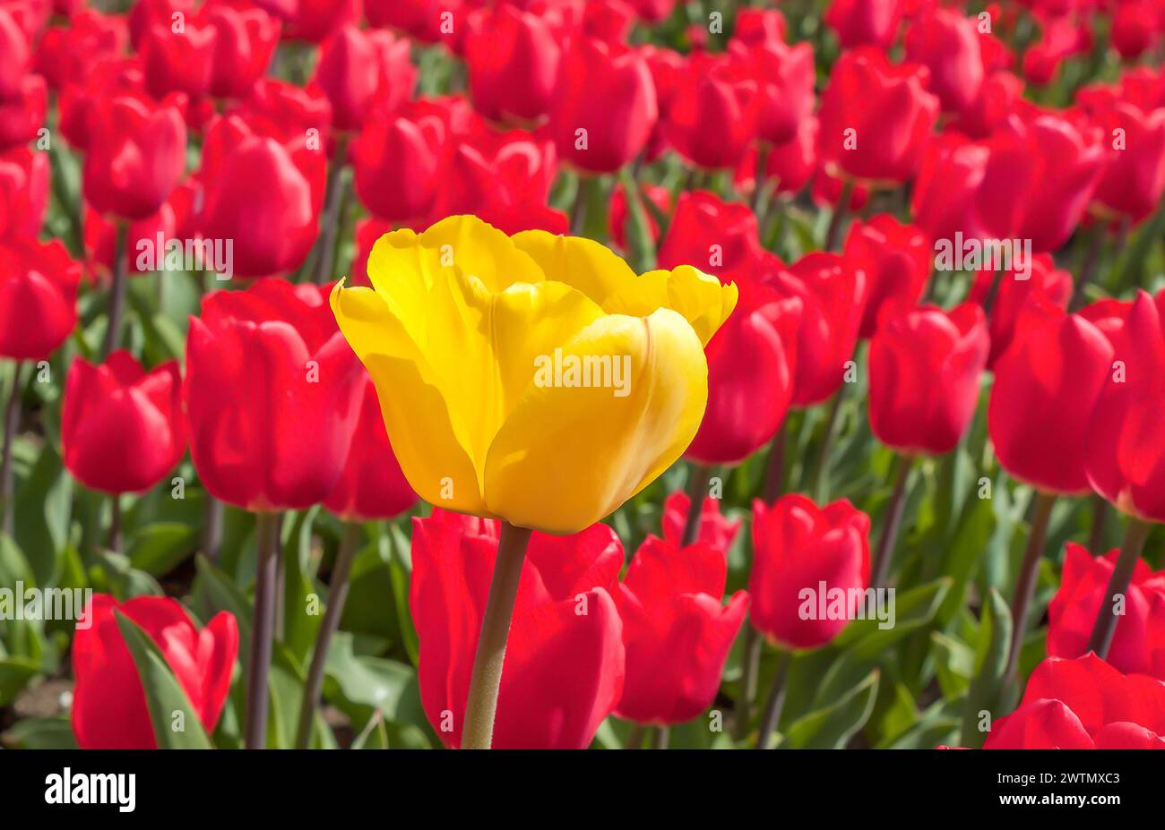 Bunte Tulpenblumen aus der Nähe. Eine gelbe Tulpe unter roten Tulpen auf einem Frühlingsfeld. Stockfoto