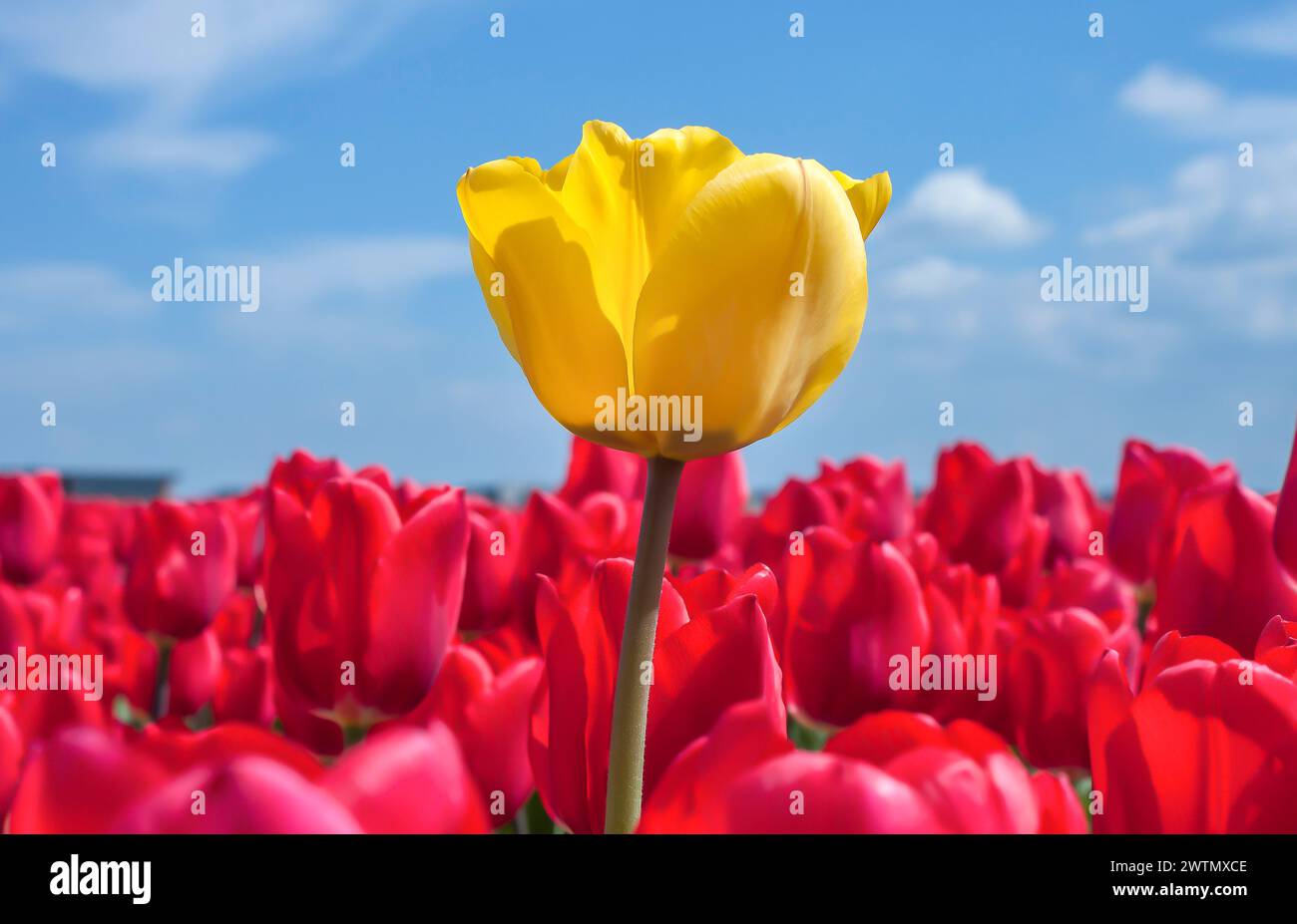 Gelbe Tulpe in einem Blumenbeet aus roten Tulpen vor einem blauen Himmel. Stockfoto