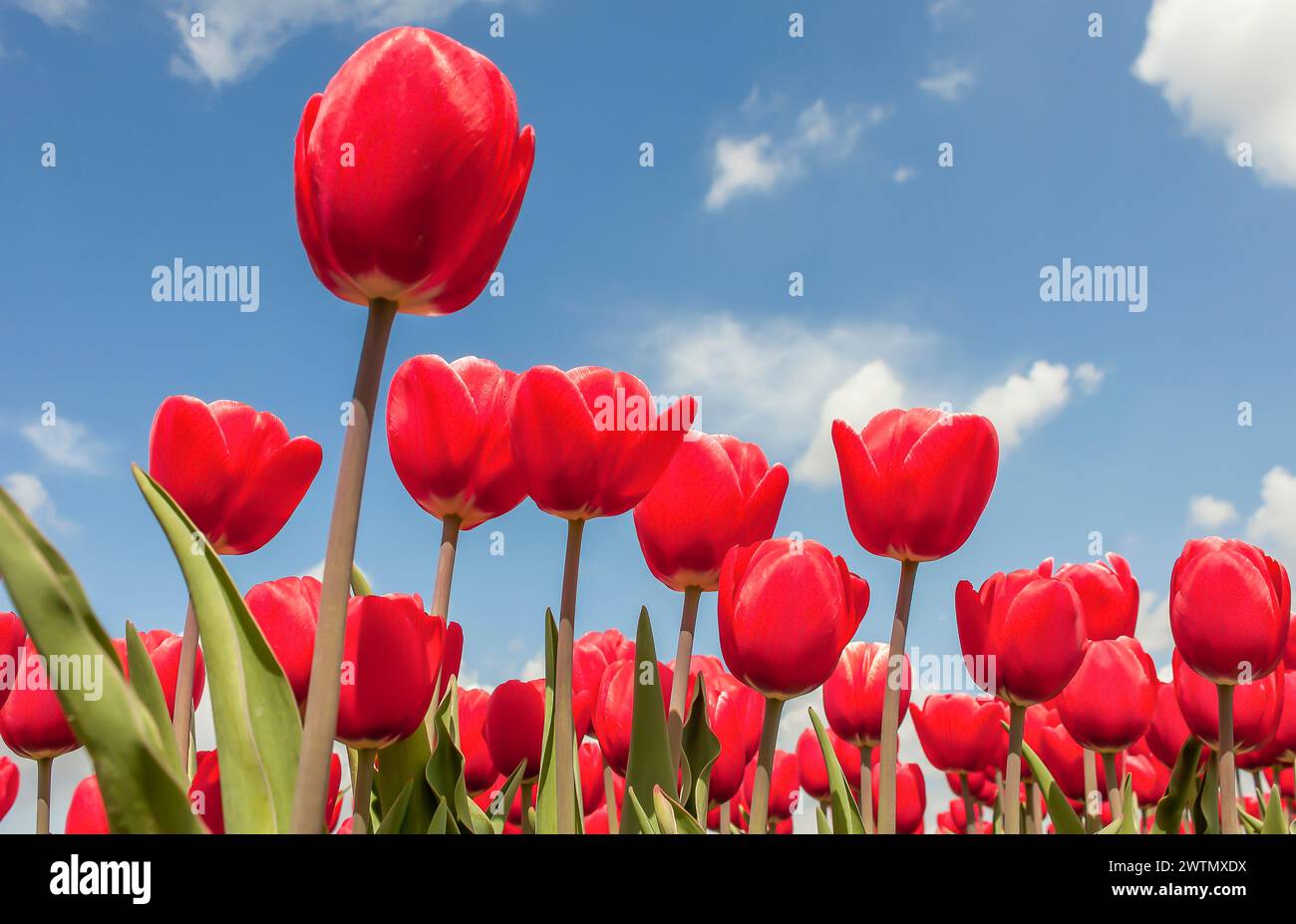 Tulpen auf einem sonnigen Feld im Frühling vor blauem Himmel Stockfoto