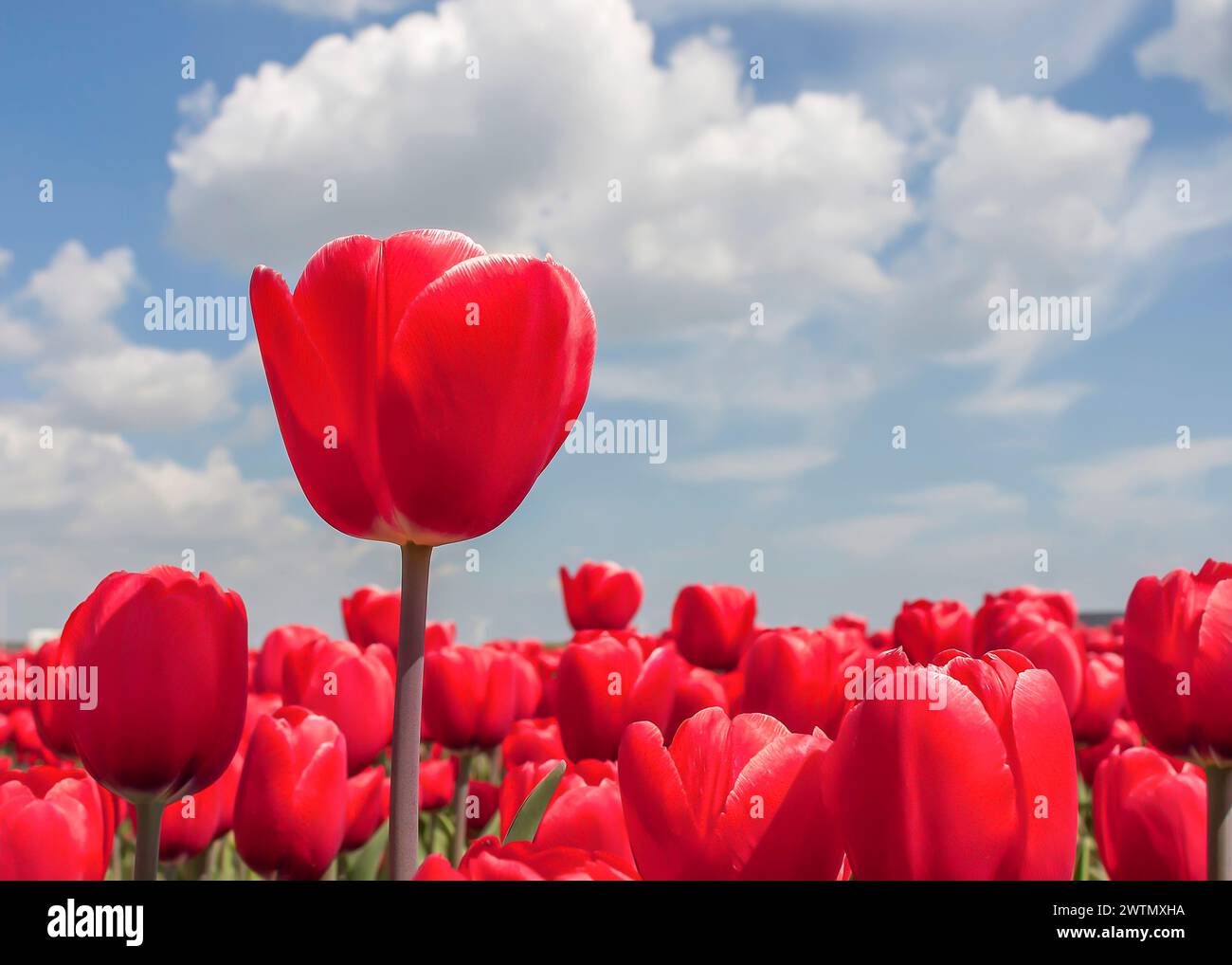 Rote Tulpen auf einem sonnigen Feld im Frühling vor dem blauen Himmel Stockfoto