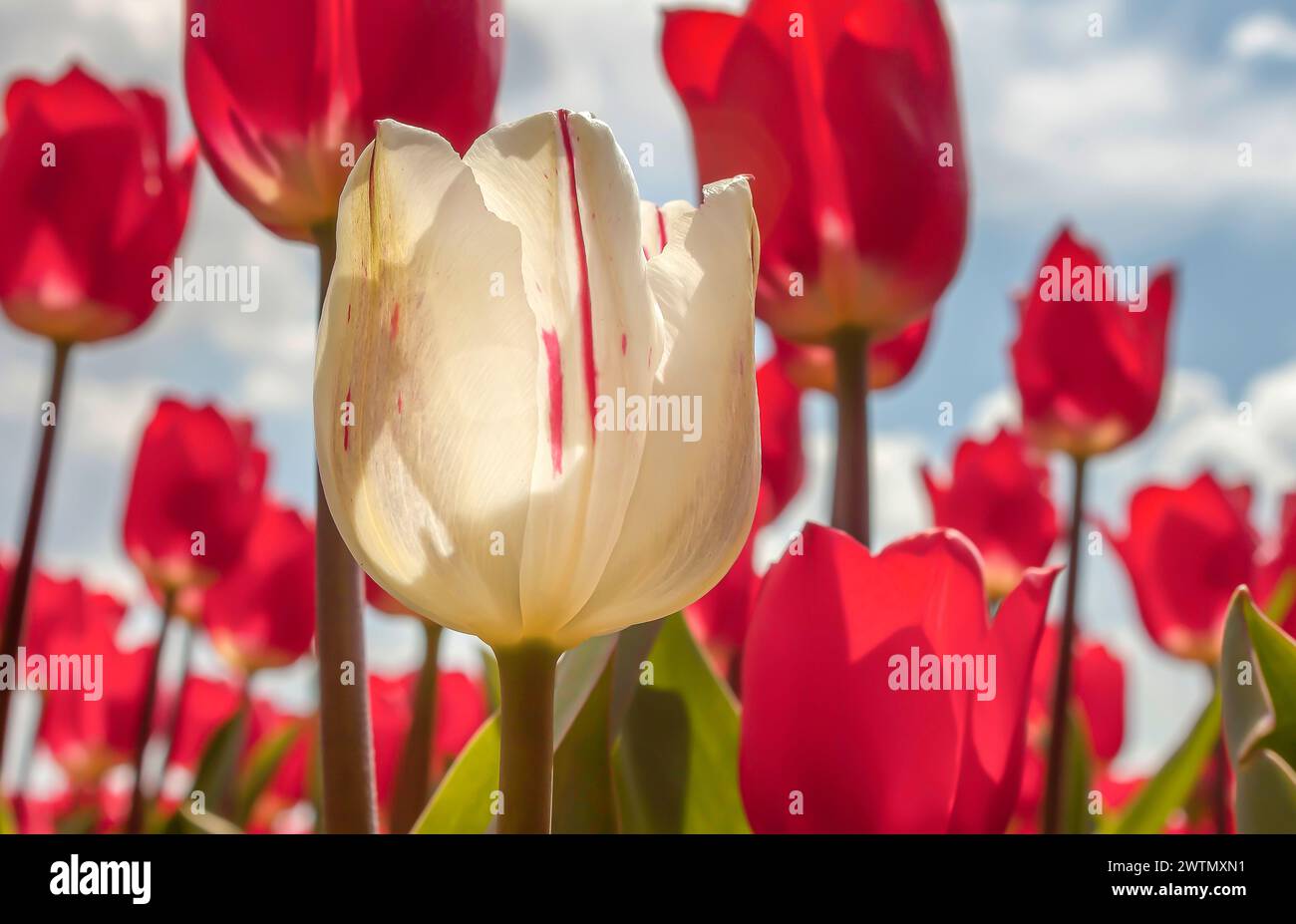 Tulpen-Nahaufnahme. Eine weiße Tulpe unter den roten auf einem Frühlingsfeld. Stockfoto