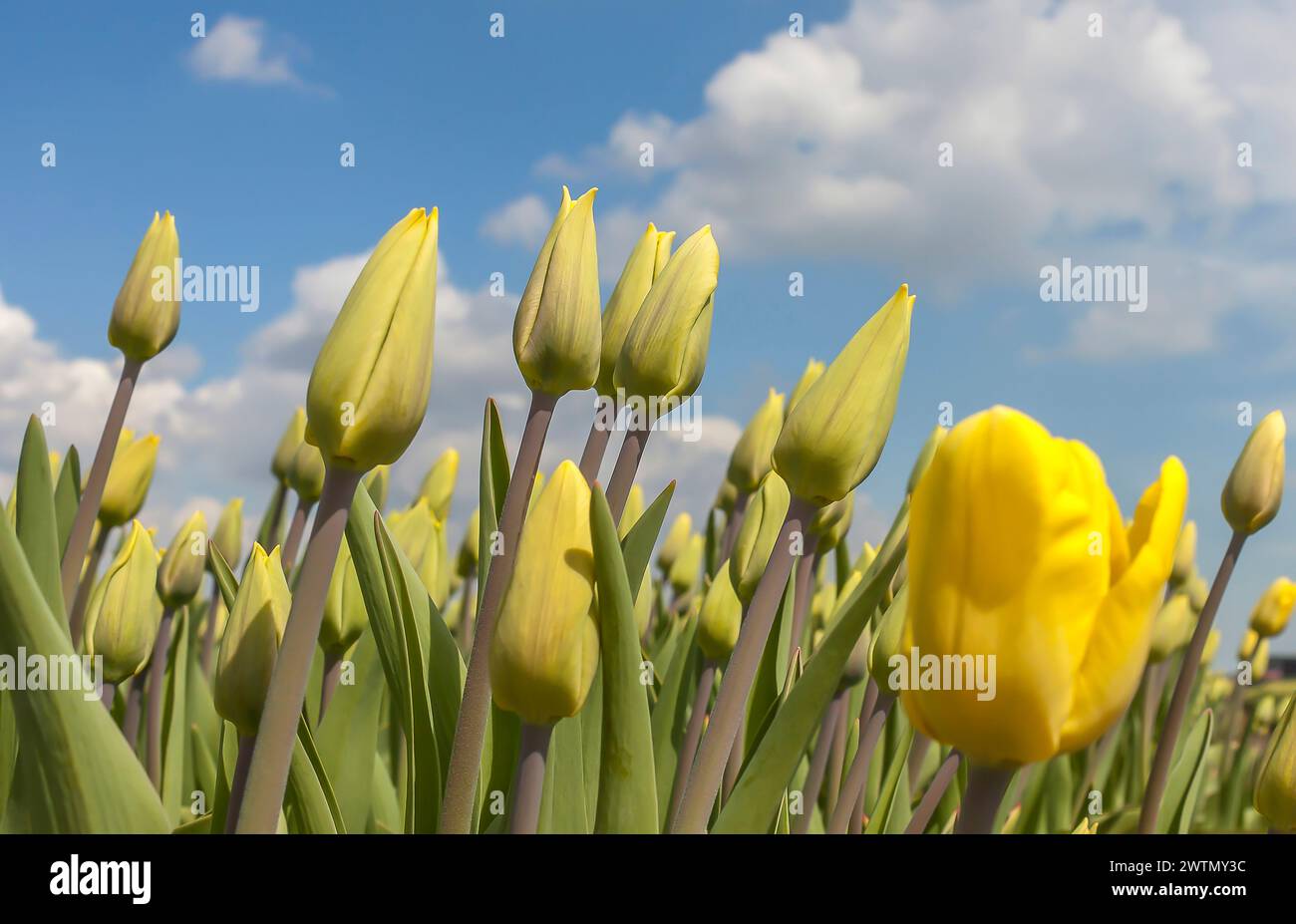 Tulpen auf einem landwirtschaftlichen Feld im Frühling unter blauem Himmel mit Wolken Stockfoto