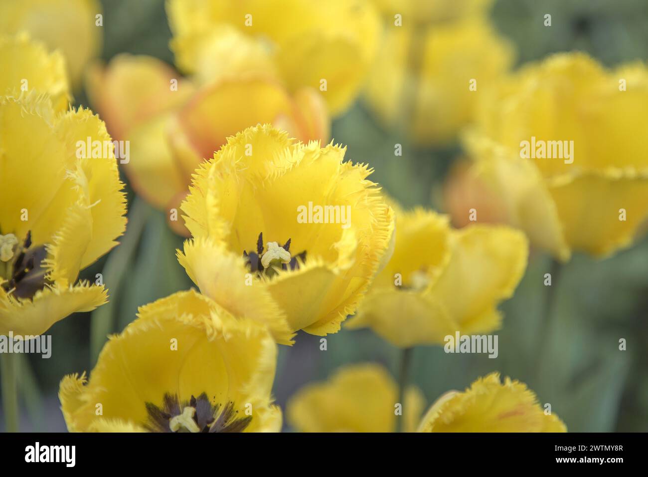 Gelbe Tulpen im Garten. Selektiver Fokus. Natur. Stockfoto