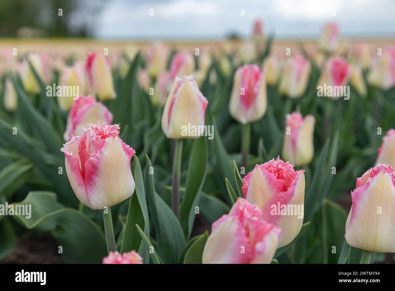 Tulpen auf einem Feld im Frühling unter blauem Himmel mit Wolken Stockfoto