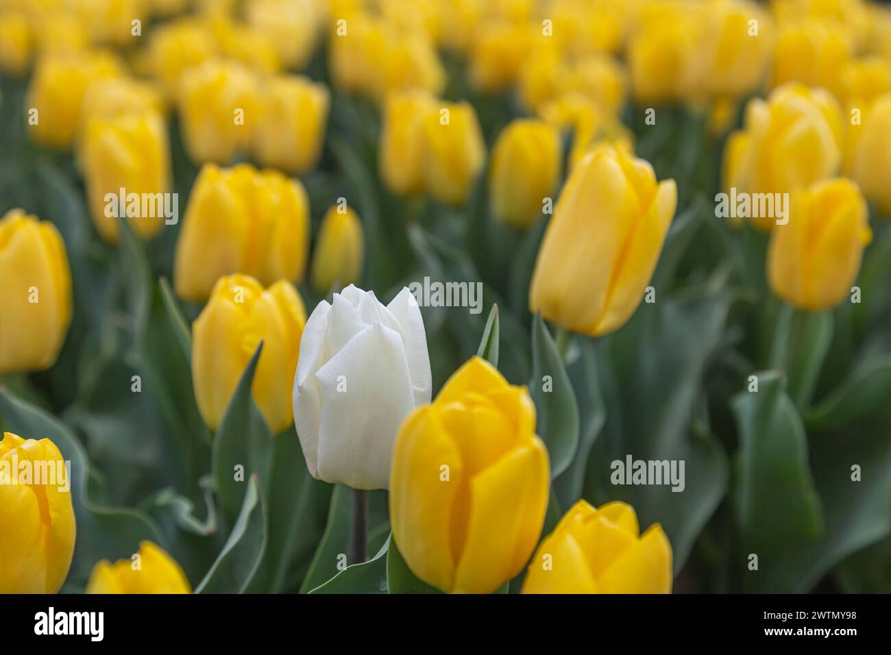 Gelbe Tulpen im Garten. Selektiver Fokus und geringe Schärfentiefe. Stockfoto