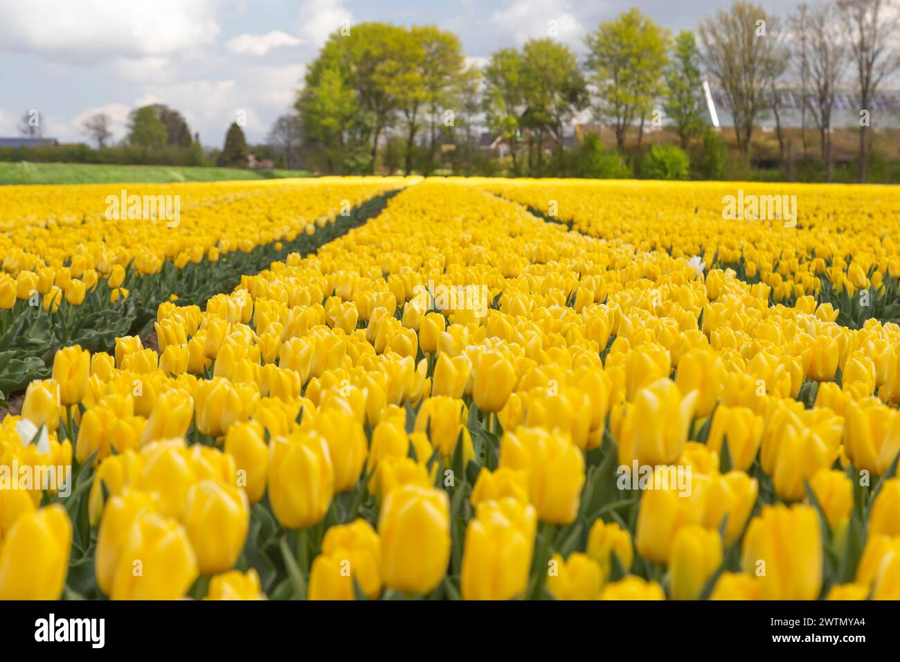 Feld der gelben Tulpen in Holland, Niederlande. Frühlingslandschaft. Stockfoto