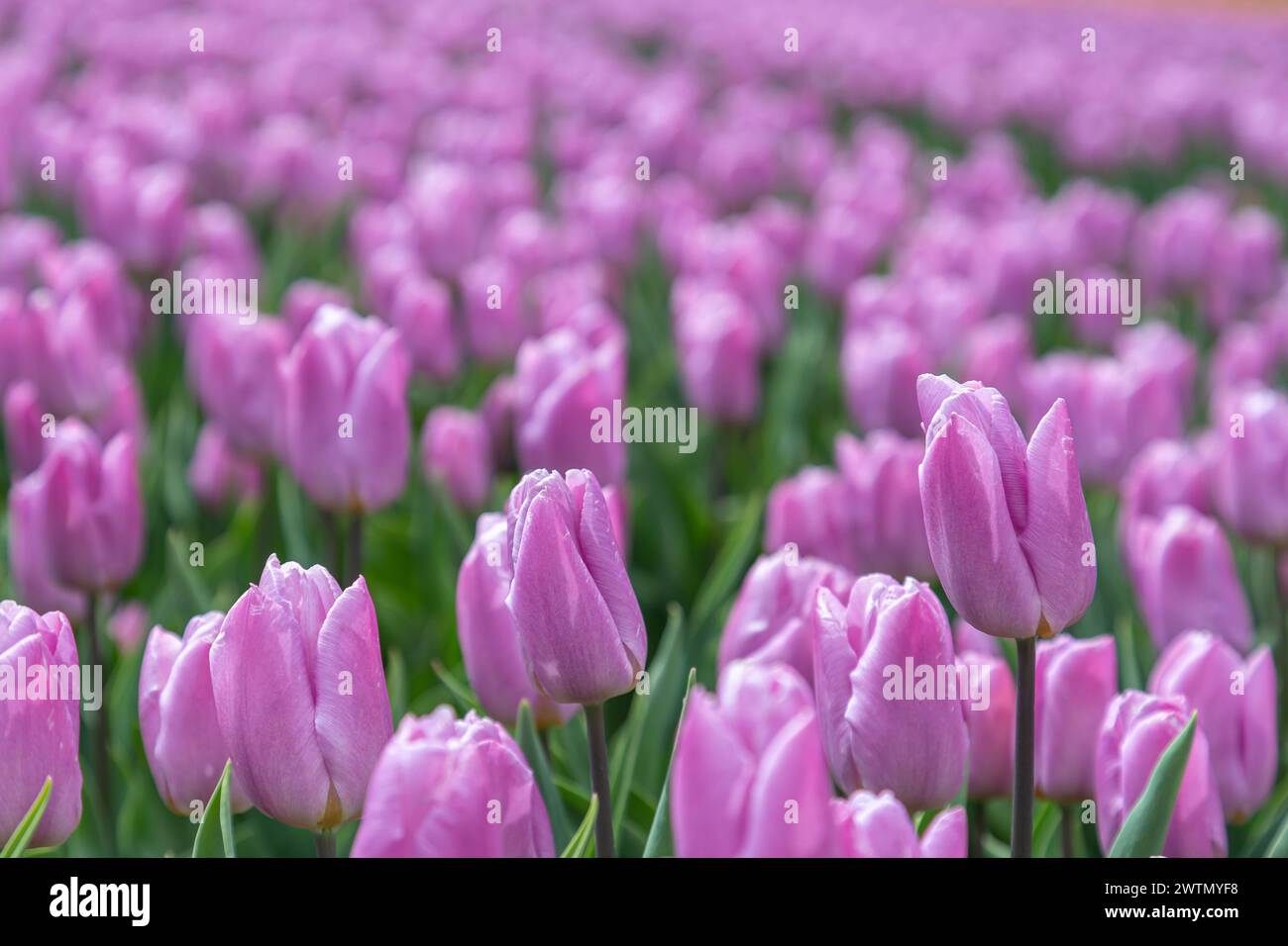 Wunderschöne violette Tulpen blühen im Frühlingsgarten Stockfoto