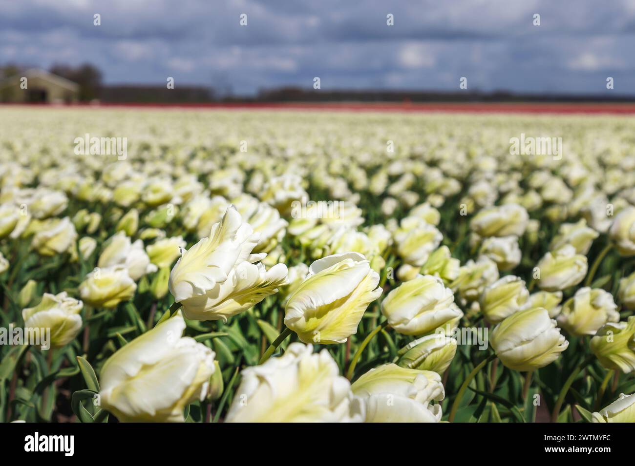 Weiße Tulpen mit zarten Blütenblättern im Wind auf einem Feld in den Niederlanden. Stockfoto