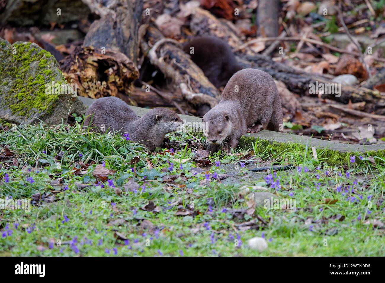 Der kleine klauenlose Otter (Aonyx congicus) findet sich nur in der Mitte Afrikas, im tropischen Gürtel. Stockfoto