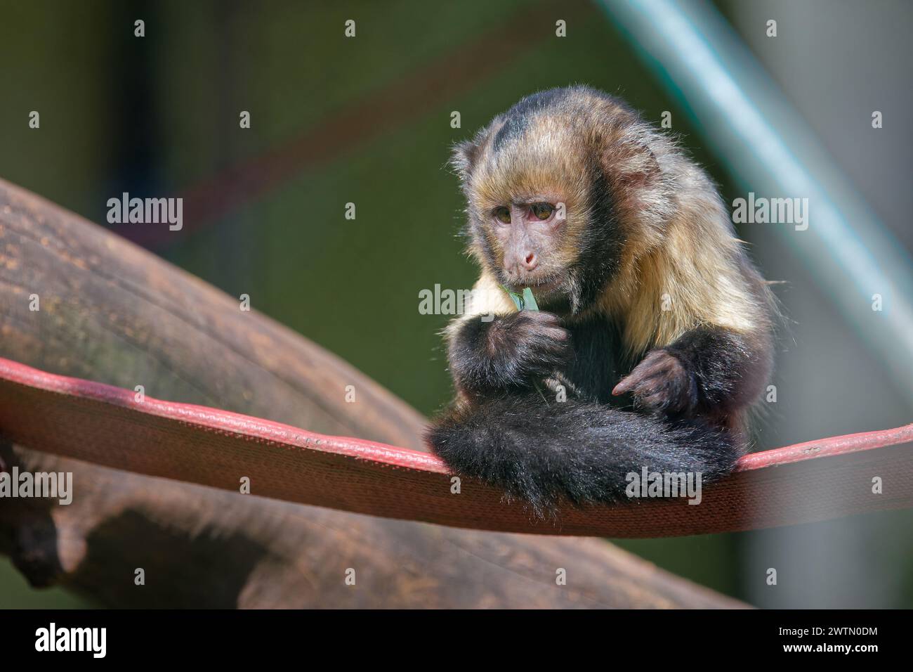 Junger gelbreisiger Kapuziner im Zoo Stockfoto