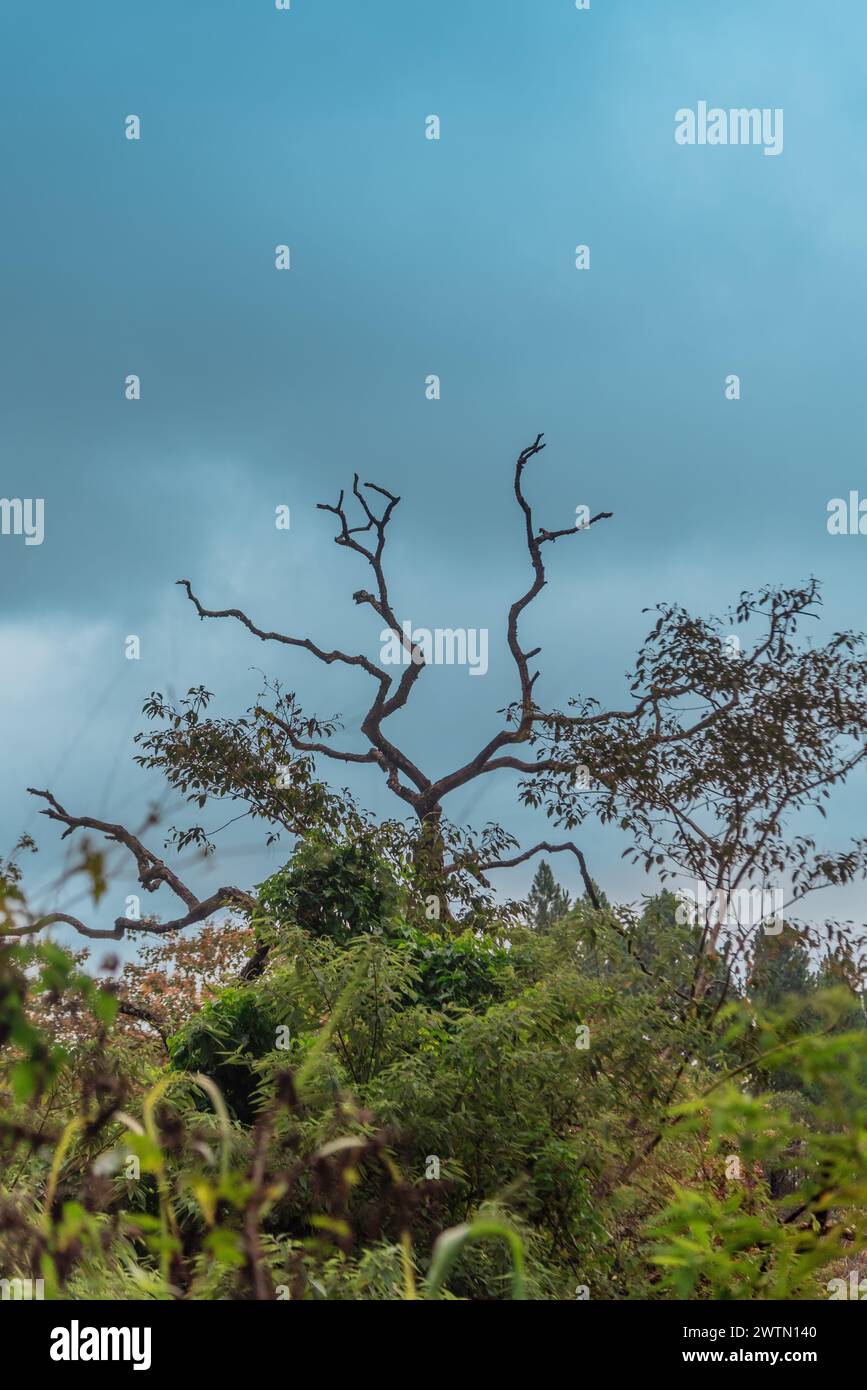 Ein Baum mitten im Dschungel Bellwood in Sri Lanka Stockfoto