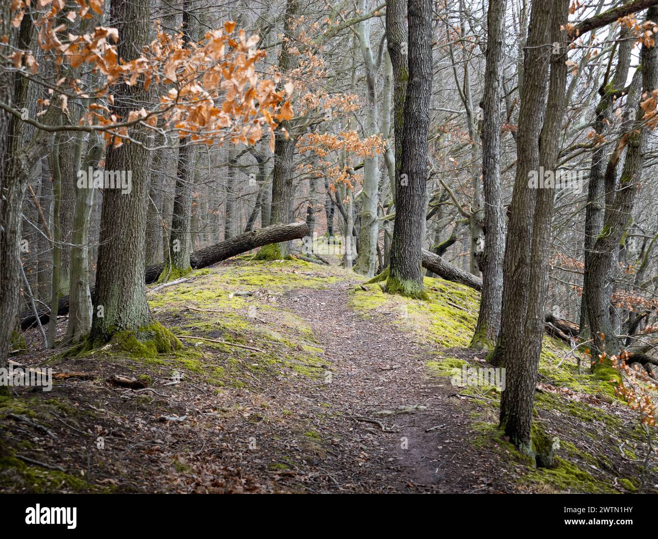 Wanderweg in den Wäldern mit Eichen im Frühling. Wunderschöne Natur mit grünem Moos und Gras auf dem Boden. Der Weg geht geradeaus Stockfoto