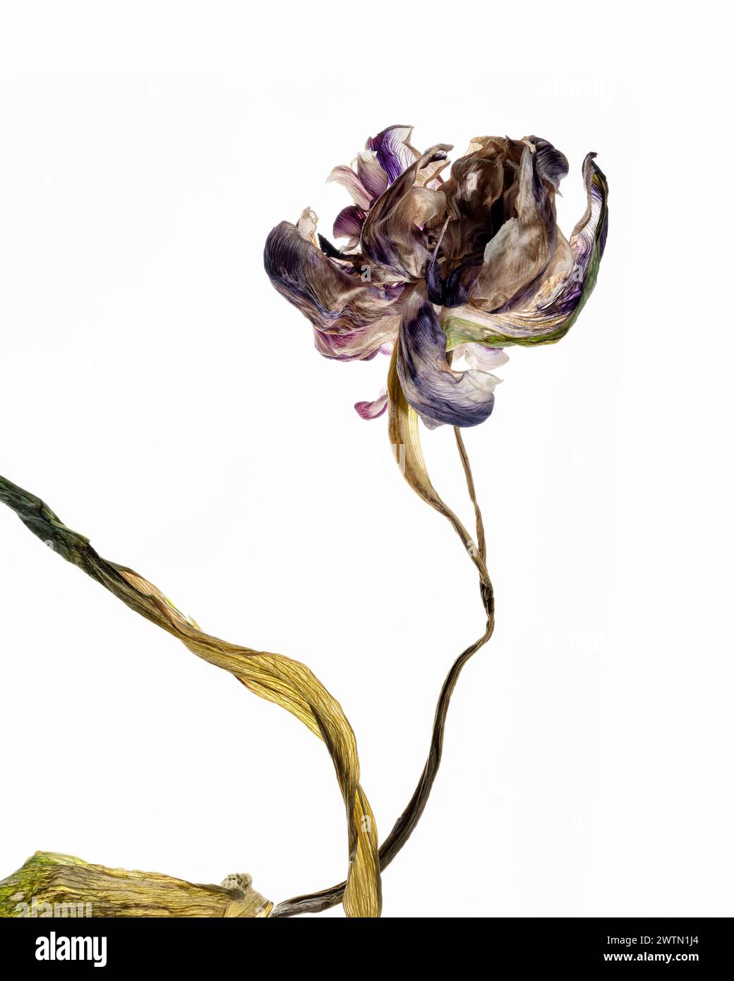 Eine fesselnde Studio-Aufnahme einer Tulpe, wunderschön isoliert vor einem sauberen Hintergrund. Diese Serie von drei Bildern veranschaulicht die Phasen des Welkens, Stockfoto