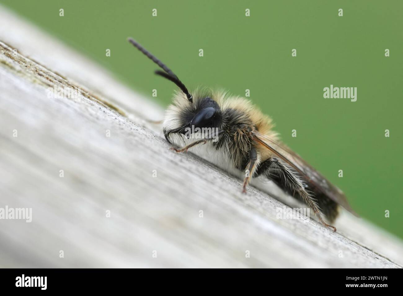 Detaillierte Nahaufnahme eines Mannes der Bergbaubiene von Mellow, Andrena mitis, der auf Holz sitzt Stockfoto